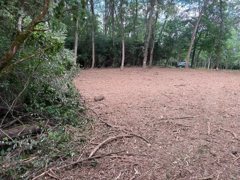 Open understory under mature trees after mulching
