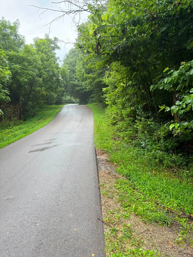 Cleared and strawed roadside along a wooded road